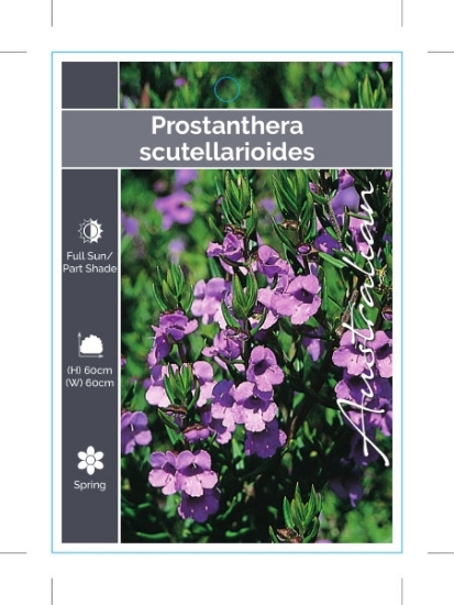 Picture of PROSTANTHERA SCUTELLARIOIDES                                                                                                                          