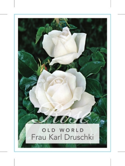 Picture of ROSE FRAU KARL DRUSCHKI (OW)                                                                                                                          