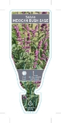 Picture of SALVIA LEUCANTHA MEXICAN SAGE                                                                                                                         