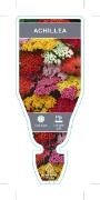 Picture of ACHILLEA                                                                                                                                              