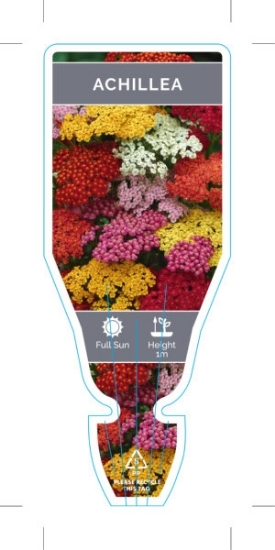 Picture of ACHILLEA                                                                                                                                              