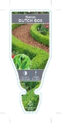 Picture of BUXUS SEMPERVIRENS SUFFRUTICOSA DUTCH BOX                                                                                                             