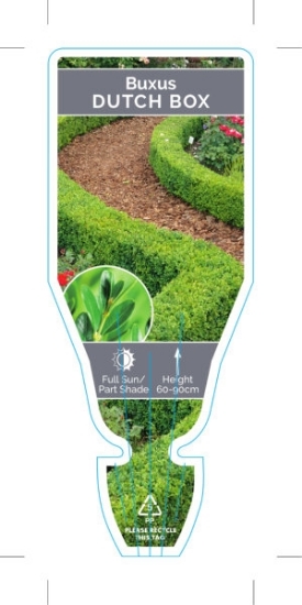 Picture of BUXUS SEMPERVIRENS SUFFRUTICOSA DUTCH BOX                                                                                                             