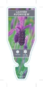 Picture of LAVANDULA AVONVIEW LAVENDER                                                                                                                           
