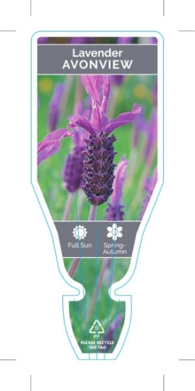 Picture of LAVANDULA AVONVIEW LAVENDER                                                                                                                           