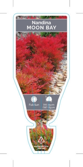 Picture of NANDINA MOON BAY                                                                                                                                      
