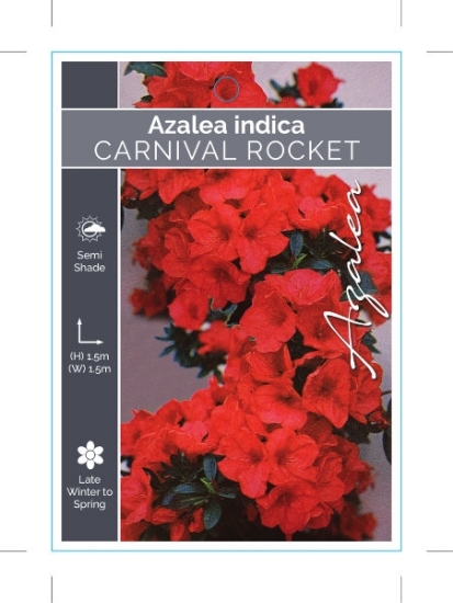 Picture of AZALEA CARNIVAL ROCKET                                                                                                                                