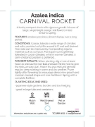 Picture of AZALEA CARNIVAL ROCKET                                                                                                                                