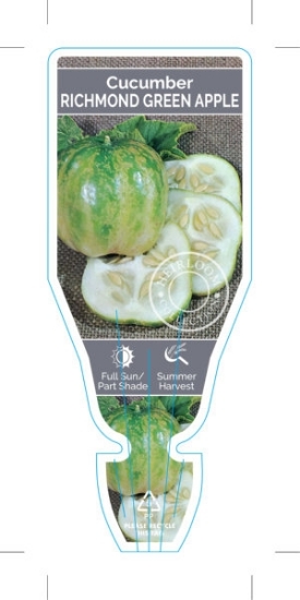 Picture of VEGETABLE CUCUMBER HEIRLOOM RICHMOND GREEN APPLE (Cucumis sativus)                                                                                    