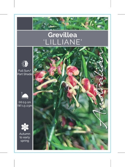 Picture of GREVILLEA LILLIANE                                                                                                                                    