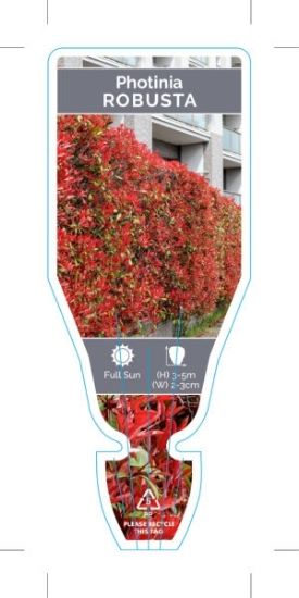 Picture of PHOTINIA FRASERI ROBUSTA                                                                                                                              
