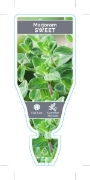 Picture of **HERB MARJORAM SWEET (Origanum majorana)                                                                                                             