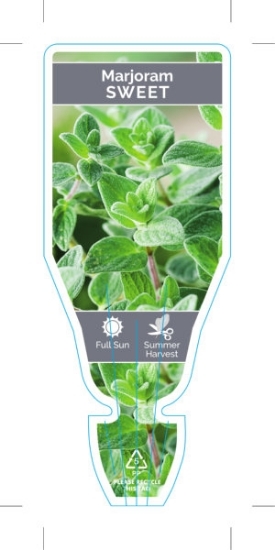 Picture of **HERB MARJORAM SWEET (Origanum majorana)                                                                                                             