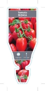 Picture of VEGETABLE TOMATO ROMA (Lycopersicon esculentum)                                                                                                       