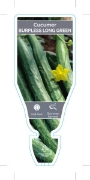 Picture of VEGETABLE CUCUMBER BURPLESS LONG GREEN  (Cucumis sativus)                                                                                             