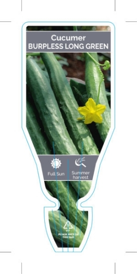 Picture of VEGETABLE CUCUMBER BURPLESS LONG GREEN  (Cucumis sativus)                                                                                             