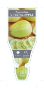 Picture of VEGETABLE CUCUMBER CRYSTAL APPLE  (Cucumis sativus)                                                                                                   