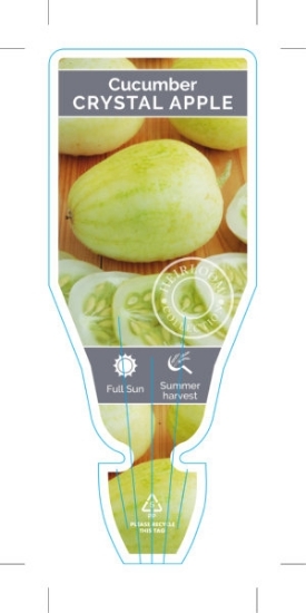 Picture of VEGETABLE CUCUMBER CRYSTAL APPLE  (Cucumis sativus)                                                                                                   