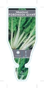Picture of VEGETABLE SILVERBEET FORDHOOK GIANT (Beta vulgaris)                                                                                                   