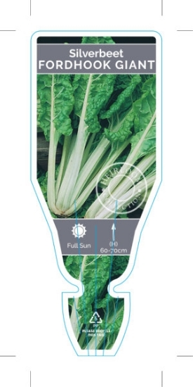 Picture of VEGETABLE SILVERBEET FORDHOOK GIANT (Beta vulgaris)                                                                                                   