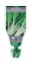 Picture of VEGETABLE SILVERBEET FORDHOOK GIANT (Beta vulgaris)                                                                                                   