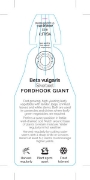 Picture of VEGETABLE SILVERBEET FORDHOOK GIANT (Beta vulgaris)                                                                                                   