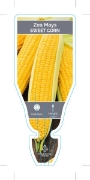 Picture of VEGETABLE SWEET CORN (Zea mays)                                                                                                                       