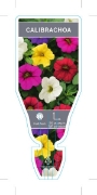 Picture of CALIBRACHOA SINGLE (Calibrachoa x hybrida)                                                                                                            
