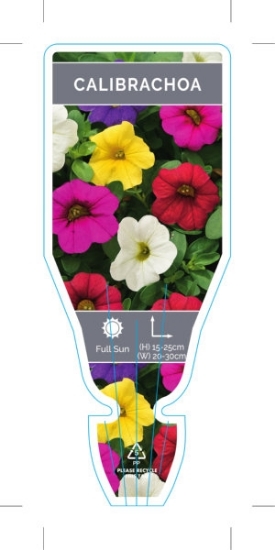 Picture of CALIBRACHOA SINGLE (Calibrachoa x hybrida)                                                                                                            