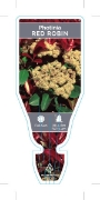 Picture of PHOTINIA x FRASERI RED ROBIN                                                                                                                          