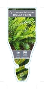 Picture of FERN CYRTOMIUM FALCATUM HOLLY FERN                                                                                                                    