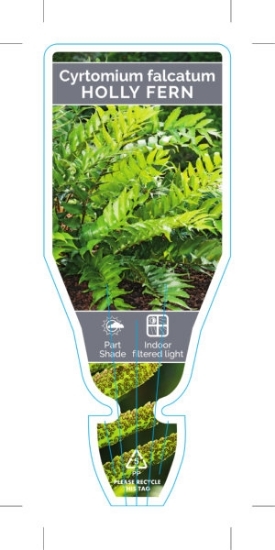 Picture of FERN CYRTOMIUM FALCATUM HOLLY FERN                                                                                                                    