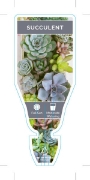 Picture of SUCCULENT - MIXED PICTURE (UNNAMED VARIETY)                                                                                                           