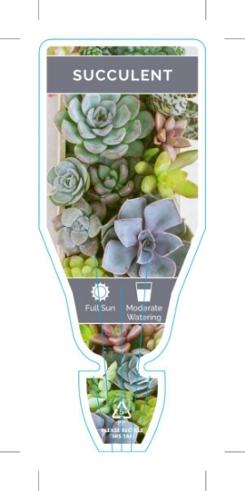 Picture of SUCCULENT - MIXED PICTURE (UNNAMED VARIETY)                                                                                                           