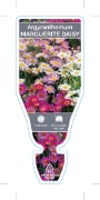 Picture of ARGYRANTHEMUM FRUTESCENS MARGUERITE DAISY                                                                                                             