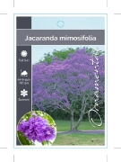 Picture of JACARANDA MIMOSIFOLIA                                                                                                                                 