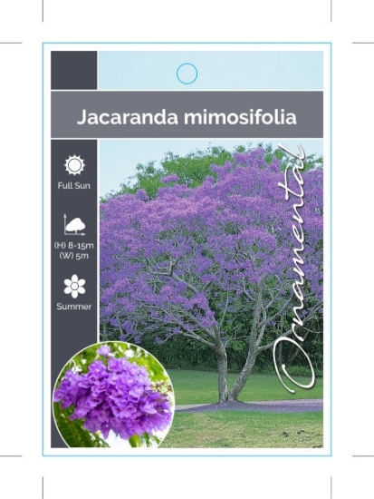 Picture of JACARANDA MIMOSIFOLIA                                                                                                                                 