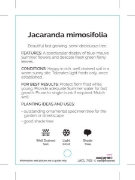 Picture of JACARANDA MIMOSIFOLIA                                                                                                                                 