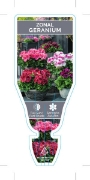 Picture of PELARGONIUM x HORTORUM GERANIUM                                                                                                                       