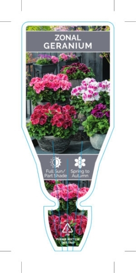Picture of PELARGONIUM x HORTORUM GERANIUM                                                                                                                       