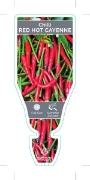 Picture of VEGETABLE CHILLI RED HOT CAYENNE (Capsicum annuum)                                                                                                    