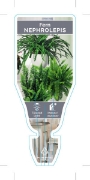 Picture of FERN NEPHROLEPIS (UNNAMED VARIETY)                                                                                                                    