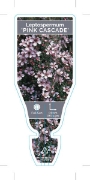Picture of LEPTOSPERMUM SCOPARIUM PINK CASCADE                                                                                                                   