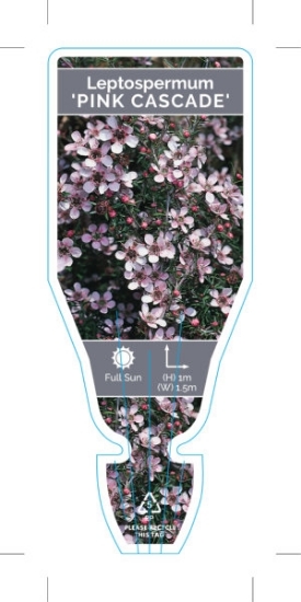 Picture of LEPTOSPERMUM SCOPARIUM PINK CASCADE                                                                                                                   