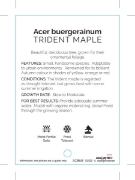 Picture of ACER BUERGERAINUM TRIDENT MAPLE                                                                                                                       