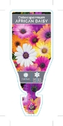 Picture of OSTEOSPERMUM ECKLONIS AFRICAN DAISY                                                                                                                   