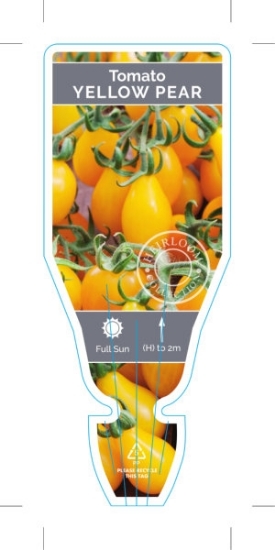 Picture of VEGETABLE TOMATO HEIRLOOM YELLOW PEAR (Lycopersicon esculentum)                                                                                       