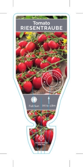 Picture of VEGETABLE TOMATO HEIRLOOM RIESENTRAUBE (Lycopersicon esculentum)                                                                                      