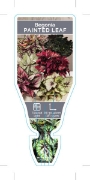 Picture of HOUSEPLANT BEGONIA REX PAINTED LEAF                                                                                                                   