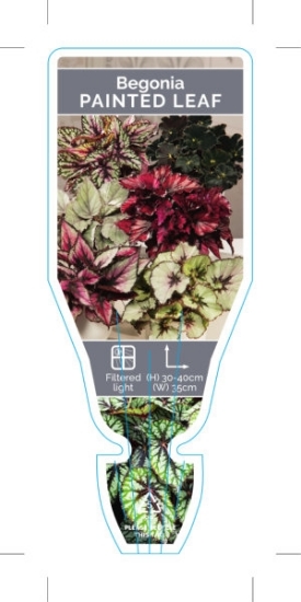 Picture of HOUSEPLANT BEGONIA REX PAINTED LEAF                                                                                                                   